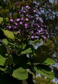 Image result for Wigandia urens