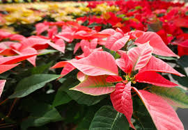 Maybe you would like to learn more about one of these? Poinsettia Christmas Plant Easy To Grow In Ca San Luis Obispo Tribune