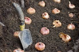 planting depths for flowering bulbs