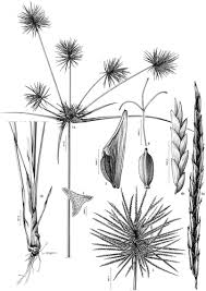 Image result for Pycreus mundtii