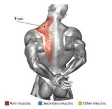 Upper back strains and sprains are common causes of back pain and lack of mobility, as the upper back muscles and ligaments can be strained and sprained from any activity that requires bending, stretching, or twisting. How To Relieve Muscle Pain In My Upper Back Quora