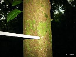 Image result for Annickia