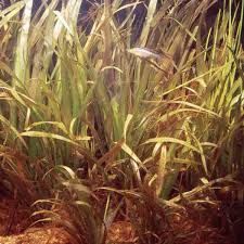 Image result for Blyxa aubertii