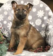 German shepherd puppy rescue ohio. German Shepherd Puppies Ohio Rescue Pets Lovers