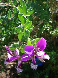 Image result for Polygala schinziana
