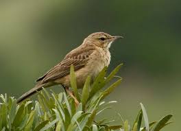Find 10 synonyms for pipit and other similar words that you can use instead based on 2 separate the pipit flew overhead in noisy flocks and actually landed in the short grass long enough for the. Buffy Pipit Wikipedia