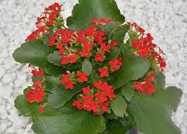 Isolated on white background with. Hd Wallpaper Flowers Red Flowers Kalanchoe Green Leaves Garden Massif Wallpaper Flare