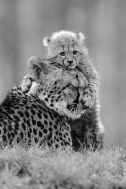 Black And White Cheetah Photography Baby Cheetah With Mom Pesquisa Google Animals Animal Photography Animal Photo
