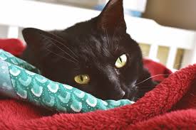 You took care of so many details so nicely that everyone (including us. Keller S Kats Rescue Rochester Ny