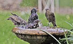 Make your outdoor vision a reality. Stone Bird Bath Colors Invite Birds To Your Garden