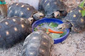 Red Footed Tortoise Care Sheet Reptiles Magazine