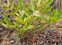 Image result for Lannea edulis