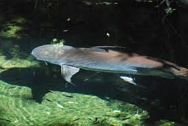 Kumpulan Gambar Ikan Genghis Khan Atau Paroon Shark Di Kolam Di 2020 Ikan Hiu Ikan Predator