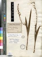 Image result for Zygotritonia