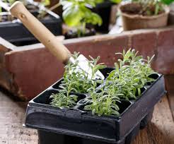 Cutting a lavender stem at a node. How To Grow Lavender From Cuttings Step By Step Pyracantha Co Uk