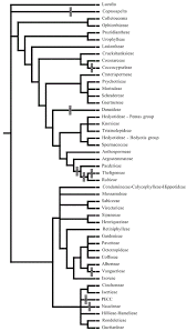 Image result for Hedythyrsus thamnoideus