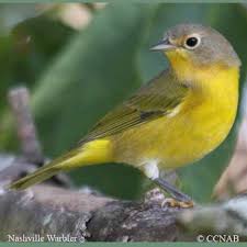 Backyard Birds Of Middle Tennessee Nashville Warbler Oreothlypis Ruficapilla North American Birds World Birds Birds What Is A Bird