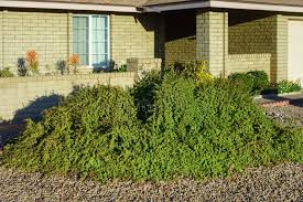 Image result for Grona afra