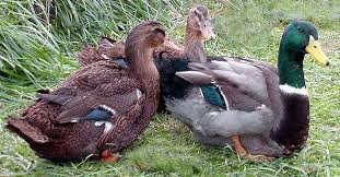 I Love Owning Ducks Rouens Rouen Duck Duck Breeds Duck