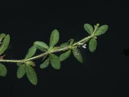 Image result for Blepharis integrifolia