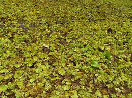 Image result for Salvinia hastata