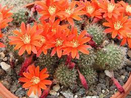 © brad lawrence, used with permission. Rebutia Fiebrigii Orange Crown Cactus World Of Succulents