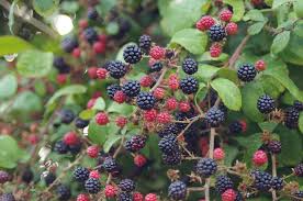 Neuer blogbeitrag von konstantin s. Brombeeren Herbst Brombeere Kostenloses Foto Auf Pixabay