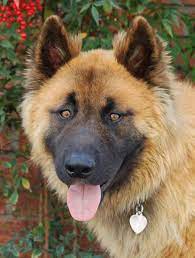 A german shepherd mix can get by in any household if you do not have this kind of pedigree, you may be in for some trouble if one of the puppies ends up being deformed. Grizzly The Adoptable Shepherd Mix Akita Dog Akita Dogs
