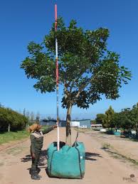 Image result for Erythrina lysistemon