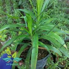 Jika anda ingin sedikit ribet tapi dijamin lebih sehat, ada beberapa pewarna makanan yang bisa anda buat sendiri dari bahan alami. Jual Tanaman Daun Suji Pewarna Alami Makanan Murah Mei 2021 Blibli