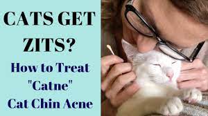 How to get rid of cat acne. Does My Cat Have Zits At Home Cure For Catne Cat Acne Youtube
