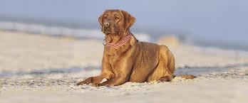 Elkens labs is a world class breeder of foxred, yellow, black, english labradors. Labradore Von Der Kieler Forde Willkommen Labrador Welpen Farbe Foxred