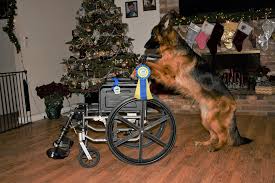 All aboard for the most wonderful journey you'll take this christmas season. International Champion Annie Vom Ursi Cgc Cgca Cgcu Spot On Tc Tkn Tki Tka Tkp Tke Tiltonhaus German Shepherds