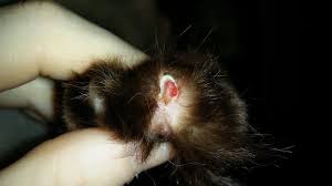 Use cat nail clippers that have sharp, stainless steel edges. Will A Cat S Nail Grow Back If It Was Completely Ripped Off And Only The Flesh Part Is Left Thecatsite