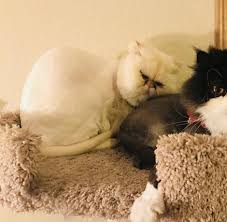 Prices vary by breed and size. Untangled Mobile Pet Grooming San Antonio Yahoo Local Search Results