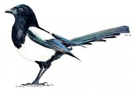 Sorchafaulkner has uploaded 144 photos to flickr. Eurasian Magpie Birds Drawings Pictures Drawings Ideas For Kids Easy And Simple