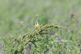 Image result for Diclis ovata