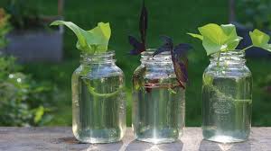 Image result for orchid cuttings