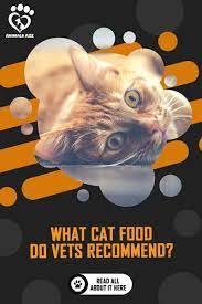 What Cat Food Do Vets Recommend Detailed Answer Best Cat Food What Cat Cat Food