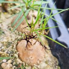 Image result for Brachystelma