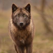 Beautiful Black And Brown Wolf Pin By Wolfie On Creatures Wolf Dog Beautiful Wolves Animals Wild