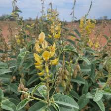 Image result for Crotalaria anthyllopsis