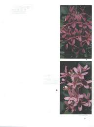 Image result for Ruspolia australis