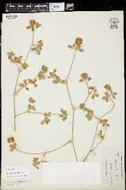 Image result for Trifolium baccarinii