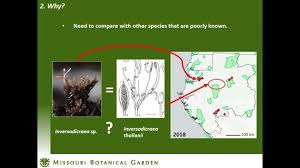 Image result for Inversodicraea