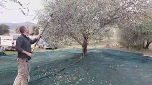 Corse Matin La Recolte Des Olives En Corse Facebook