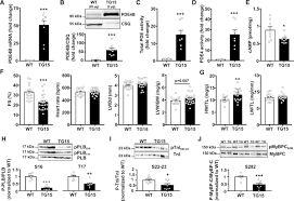 Dahmus is the true definition of a great doctor and has an excellent team working with him! Cardiac Overexpression Of Pde4b Blunts B Adrenergic Response And Maladaptive Remodeling In Heart Failure Circulation