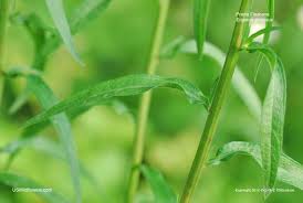 Image result for Oxyanthus strigosus