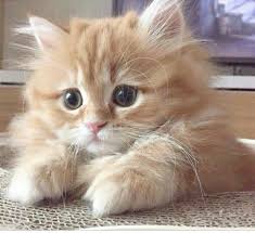 Pin By Cristal Bridges On Cute Kitties In 2020 Kittens Cutest Cute Baby Cats Orange Kittens