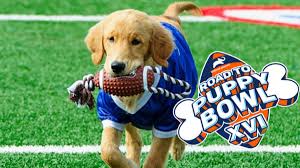 That's just a few hours before the san francisco 49ers and the kansas city chiefs kick off in the super bowl at 6. Puppy Bowl 2020 Betting Odds And Props Mvps Results And Predictions